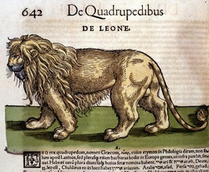 Ein Löwe nach „Historia Animalium“ von Conrad Gesner, Tiguri von Unknown artist