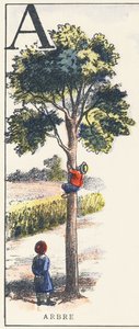 A: Baum