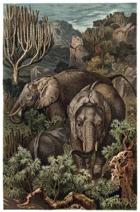 Afrikanischer Elefant (Loxodonta) - Afrikanischer Elefant (Loxodonta) - Gravur aus „Brehms Tierleben“ von Alfred Edmund Brehm (1829-1884)