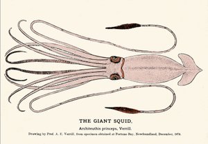 Architeuthis princeps, der Riesenkalmar, der im Dezember 1874 in Fortune Bay (Neufundland) gestrandet ist und erstmals von Professor A.E. Verrill beschrieben wurde. Gravur der Ära von Unknown artist