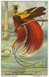 Paradiesvogel von Unknown artist