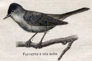 Nützliche Vögel für die Landwirtschaft: Schwarzfuß-Waldsänger