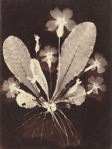 Botanisches Fotogramm