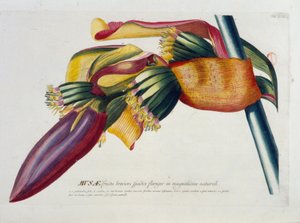 Botanische Tafel: Bananen, Zweig. n.d. 19. Jahrhundert