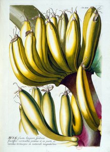 Botanische Tafel: eine Diät aus Bananen. n.d. 19. Jahrhundert von Unknown artist