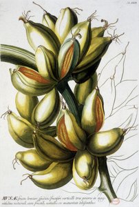Botanische Tafel: Bananen. n.d. 19. Jahrhundert von Unknown artist