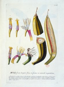 Botanische Tafel: Blumen und Bananenschnitt. n.d. 19. Jahrhundert
