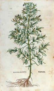 Botanische Tafel: Rosmarin. Herbarium von Leonhard Fuchs, "Historia Stirpium", Basel von Unknown artist