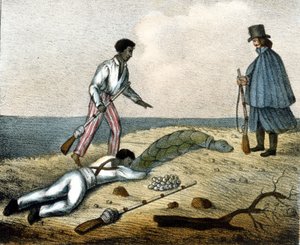 Sammeln von Schildkröteneiern. Gravur aus dem 19. Jahrhundert