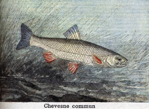 Chevense commun Gravur von 1898