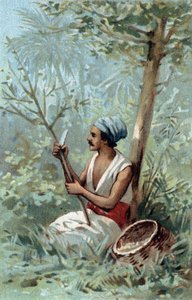 Zimtschale aus Ceylon. Chromolithographie aus dem späten 19. Jahrhundert.
