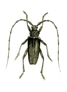 Coleoptera: Cerambyx heros von Unknown artist