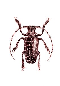 Coleoptera: Ophoptera Tollii von Unknown artist