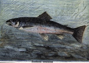 Gemeiner Lachs. Gravur von 1897
