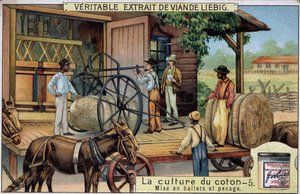 Baumwollanbau: Ballen und Wiegen (USA) Liebig-Chromolithographie des 19. Jahrhunderts