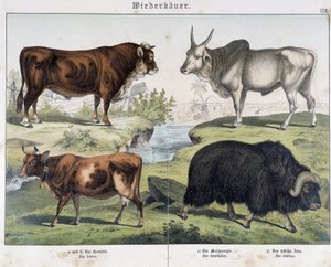 Kuh, Rind, Yak - in „Natural History of Mammals“, ed. Schreiber von Unknown artist