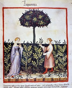 Anbau von Heilpflanzen: Ernte von Lakritze (Holz oder Wurzel). Beleuchtung aus dem "Tacuinum sanitatis"