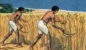 Alltagsleben im alten Ägypten: Bauern bei der Ernte des Weizens, Anfang 20. Jahrhundert