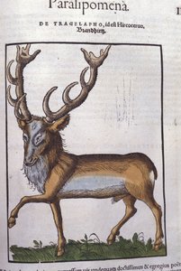 Hirsch nach Historiae animalium von Konrad Gesner, Tiguri von Unknown artist