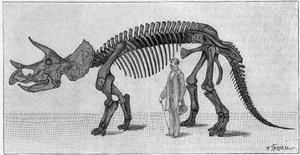 Dinosaurierskelett: „Triceratops prorsus“, März. Oberkreide der Rocky Mountains. Reproduktion der Zeichnung, die von Herrn March an Albert Gaudry vom Institut übermittelt wurde. Gravur in „La Nature: revue des sciences et de leurs applications aux arts et  von Unknown artist