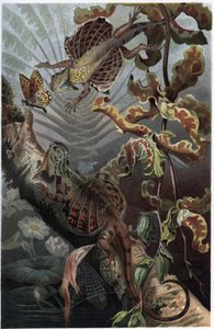 Draco volans, eine Art baumbewohnender Eidechse - Draco (Gattung) (Flugdrachen) - Gravur aus „Brehms Tierleben“ von Alfred Edmund Brehm (1829-1884) von Unknown artist