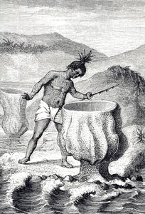 Gravur, die eine Art Schwamm namens Neptuns Becher darstellt von Unknown artist