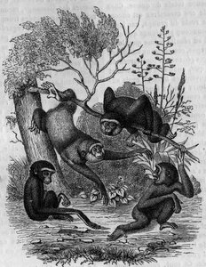 Gravur, die die Gibbons Hoolock von Indien darstellt.