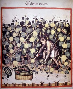 Gravur, die das Sammeln von Melonen aus „Tacuinum Sanitatis“ darstellt. B.N, Wien