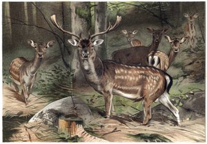 Europäisches Damwild (Dama dama) - Gravur aus „Brehms Tierleben“ von Alfred Edmund Brehm (1829-1884)