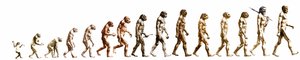 Evolution: Vergleich der Morphologien vom Affen zum heutigen Menschen von Unknown artist