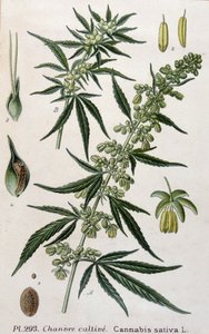 Weibliche Cannabispflanze. Gravur des 19. Jahrhunderts