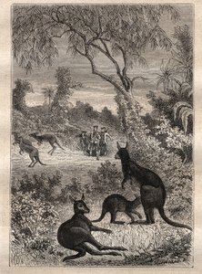 Erste Reise (1768-1771) von Kapitän James Cook (1728-1779): die Matrosen entdecken die Kängurus (Australien) - Illustration aus „Die großen Seefahrer des 18. Jahrhunderts“
