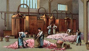 Blumendestillerie zur Herstellung von Blumenöl und -wasser. Chromolithographie aus dem späten 19. Jahrhundert.