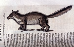 Pelztier - in Historia Animalium von Conrad Gesner (1516 - 1565), Tiguri von Unknown artist
