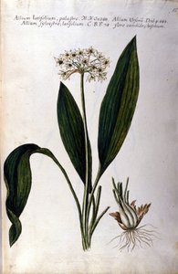 Knoblauch. Herbarium aus dem 19. Jahrhundert von Unknown artist