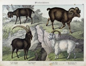 Ziege - in „Natural History of Mammals“, ed. Schreiber