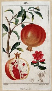 Granatapfel - botanische Tafel 19. Jahrhundert
