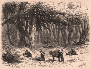 Gruppe von Menschen beim Pilzesammeln im Wald von Fontainebleau von Unknown