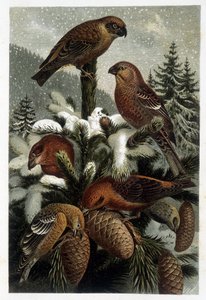 Guiffolotto delle pinete e crocieri (Bouvreuils) - in „Das Leben der Tiere“ von A. E. Brehm, Turin