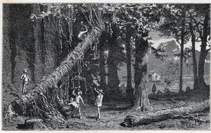 Ernte von Chinarinde - Quinquina (Cinchona officinalis) von Unknown artist