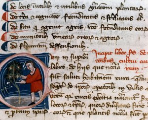 Gartenbau: Obsternte. Detail. Manuskriptseite (MS.s.vi) Agrartraktat (Trattato di agraria) von Pietro de Crescenzi (1233-1320) 14. Jahrhundert Cesena, Biblioteca Malatestiana
