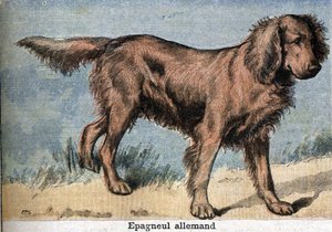 Jagdhund: Deutscher Spaniel