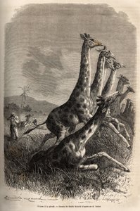 Jagd auf die Giraffe, der Erzähler schießt auf sein Wild und seine Führer vollenden den ersten Schuss auf die Giraffe. Gravur zur Illustration der Erforschung der abessinischen Nebenflüsse des Nils, von Sir Samuel W. Baker, 1861-62, veröffentlicht in „Le t