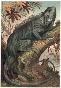 Leguan - Leguan (pflanzenfressende Echsen) - Gravur aus „Brehms Tierleben“ von Alfred Edmund Brehm (1829-1884)