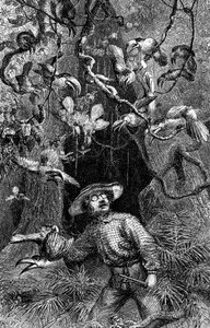 Illustration aus "The Naturalist on the River Amazon" von Henry Walter Bates