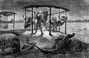 Illustration aus "The Naturalist on the River Amazon" von Henry Walter Bates