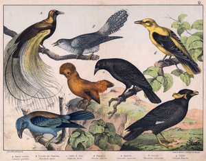 Illustration für „Naturgeschichte der Vögel“, Hrsg. Hoepli, Mailand von Unknown Artist