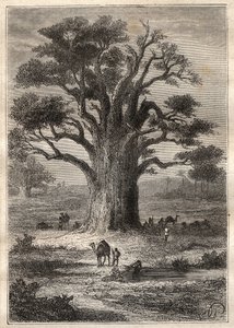 Reise (1798) von Frederic Conrad (Konrad) Hornemann (1772-1801) nach Fezzan (Libyen): ein Baobab - Illustration aus „Die großen Seefahrer des 18. Jahrhunderts“