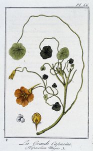 Die Große Kapuzinerkresse (Tropaeolum Majus) - in „Übungen der Botanik für den Gebrauch der Händler“, geschrieben von J.C. Philibert, Druckerei Crapelet, Paris