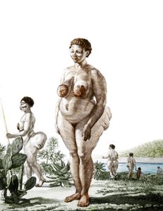 Die Venus Hottentote, Frau der Rasse Bochiman (Die Hottentot Venus), Gravur von 1815.
